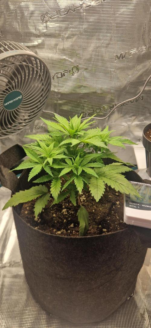Cutting jealousy z xl auto. Week 4