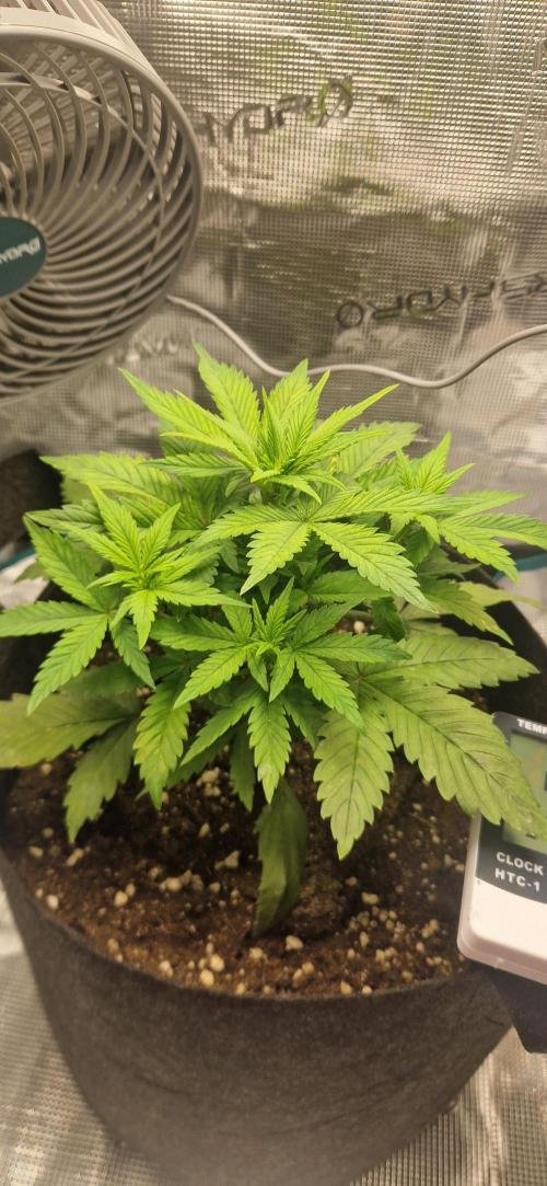 Cutting jealousy z xl auto. Week 4