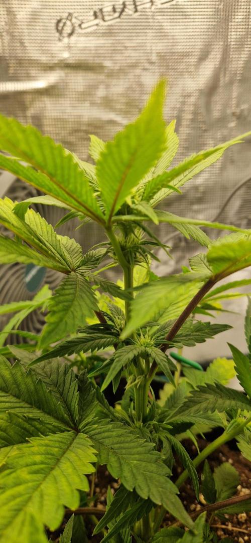 Cutting jealousy z xl auto. Week 5