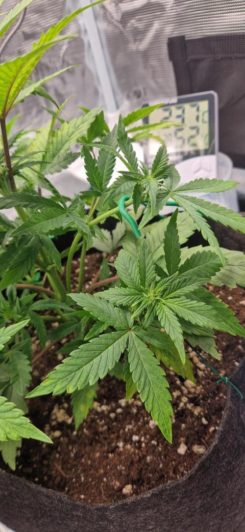 Cutting jealousy z xl auto. Week 5