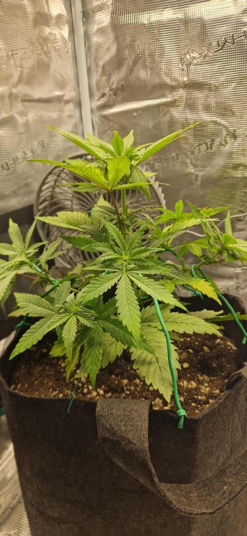 Cutting jealousy z xl auto. Week 5