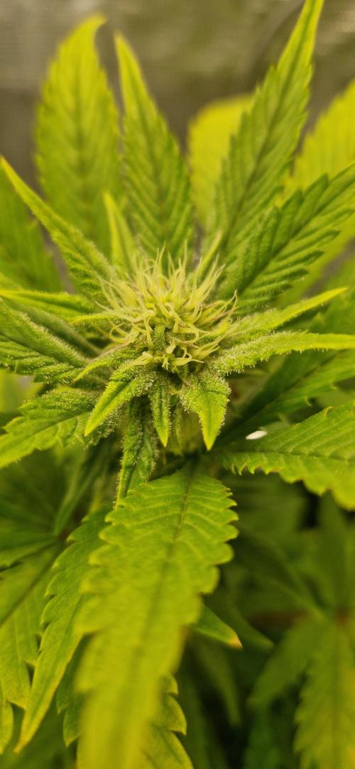 Cutting jealousy z xl auto. Week 6