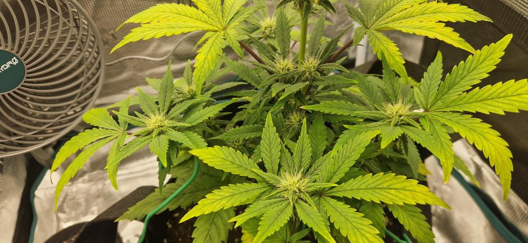 Cutting jealousy z xl auto. Week 6