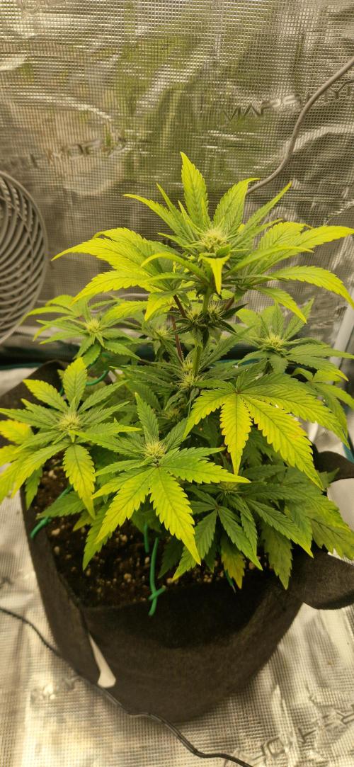 Grow Tent 60x60x140cm (2'x2'x4.6'). Week 6
