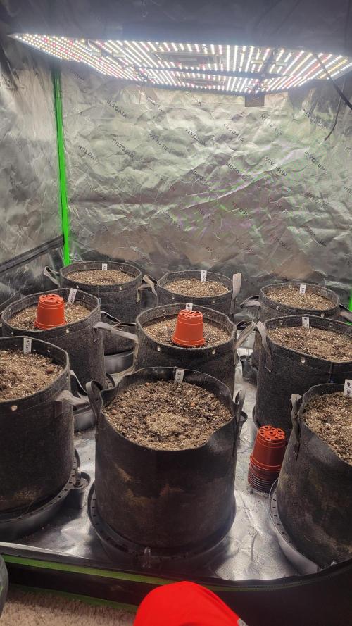 Automatically Lifted. Week 0 - 7 germinated and popped through the soil.
