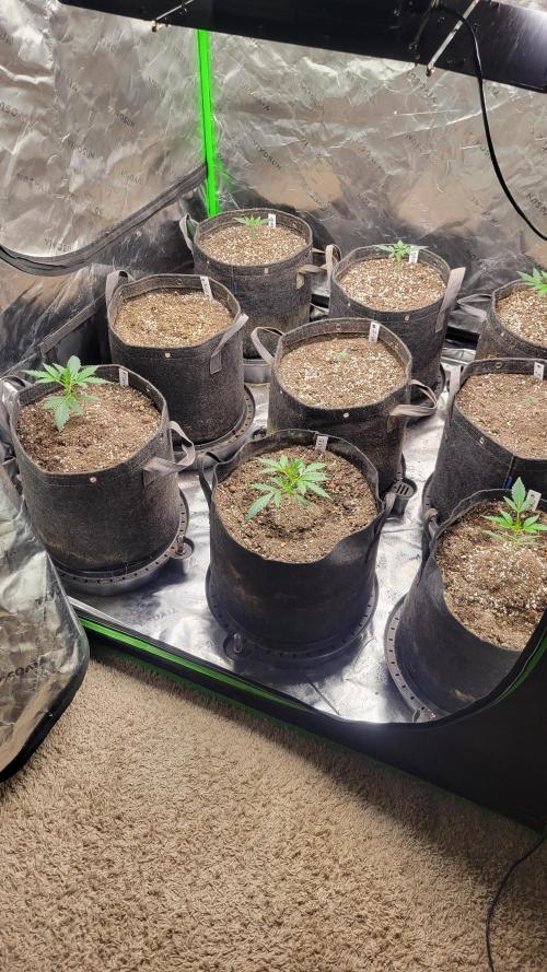 Automatically Lifted. Week 2