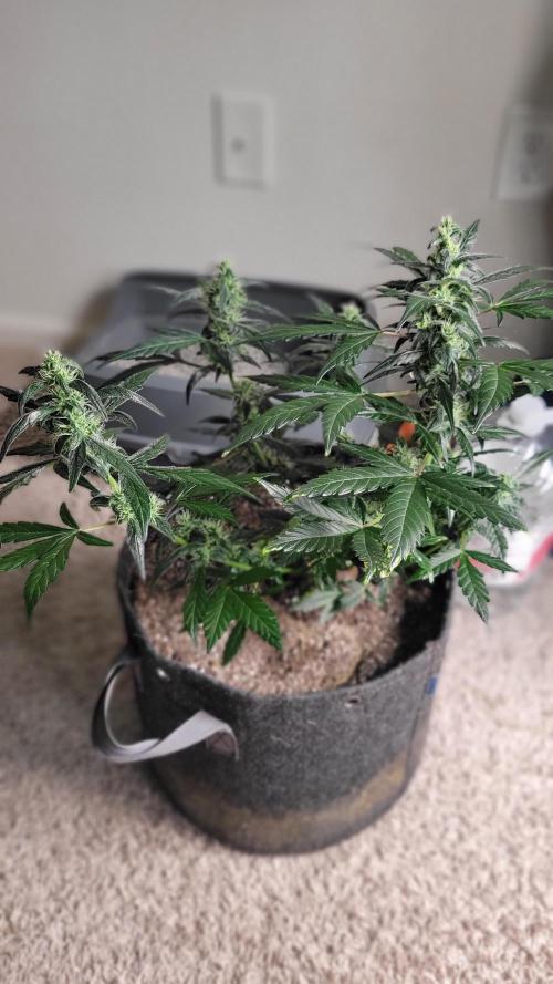 Automatically Lifted. Week 6