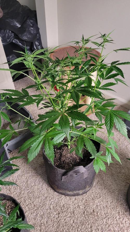 Automatically Lifted. Week 6