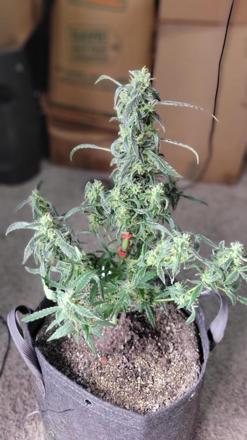 Automatically Lifted. Week 7