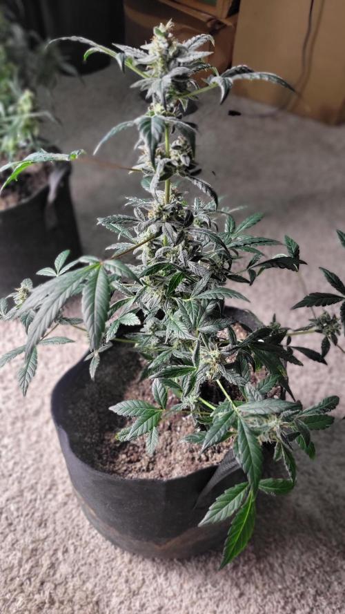 Automatically Lifted. Week 7