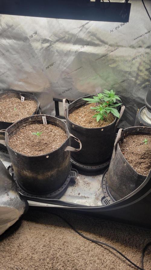 FrostBanger Auto Alaskan Banana Auto. Week 0
