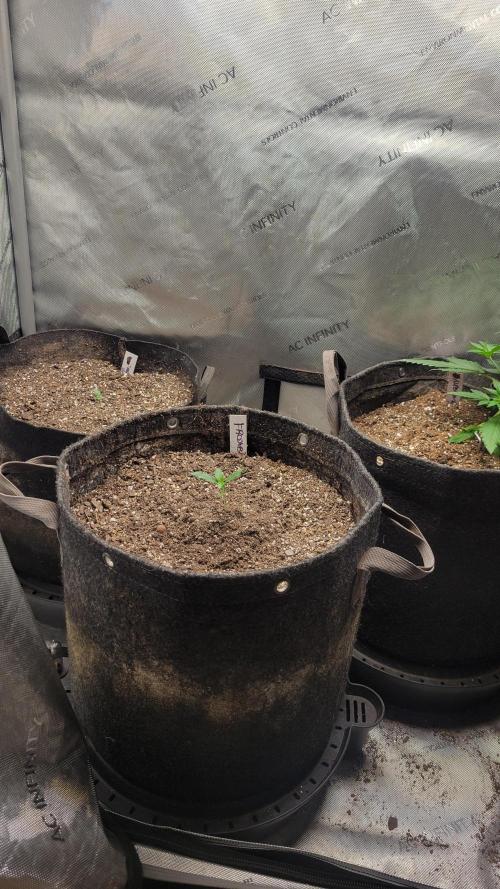 FrostBanger Auto Alaskan Banana Auto. Week 0