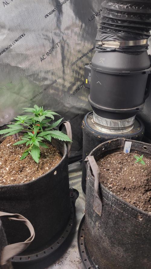 FrostBanger Auto Alaskan Banana Auto. Week 0