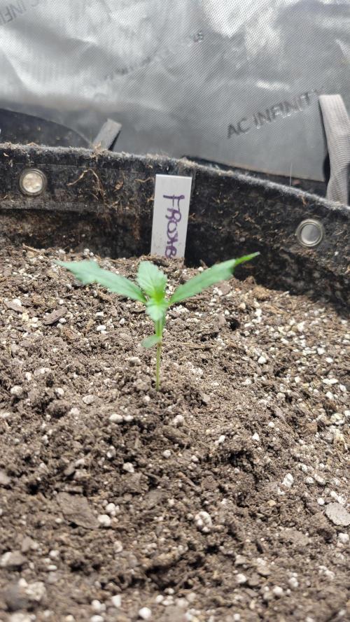 FrostBanger Auto Alaskan Banana Auto. Week 0