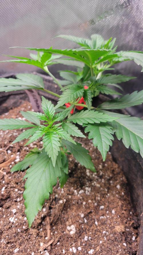 FrostBanger Auto Alaskan Banana Auto. Week 0