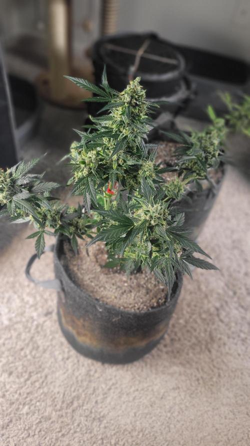 Automatically Lifted. Week 11