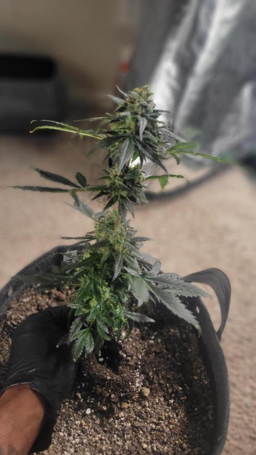 Automatically Lifted. Week 11