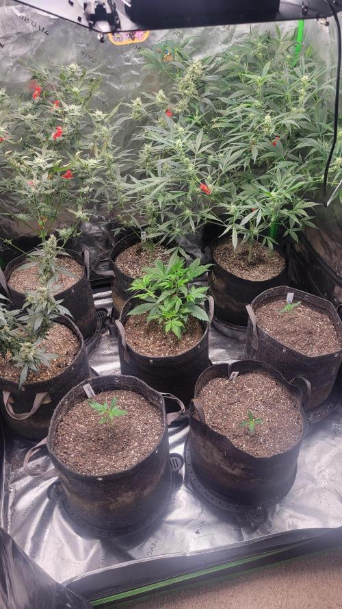FrostBanger Auto Alaskan Banana Auto. Week 2