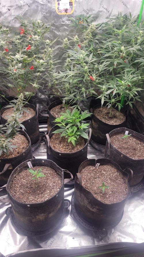 FrostBanger Auto Alaskan Banana Auto. Week 2