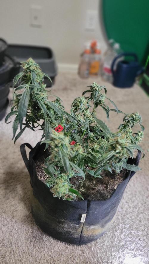 Automatically Lifted. Week 11