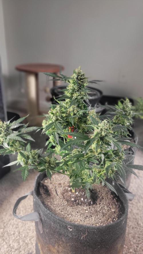 Automatically Lifted. Week 11