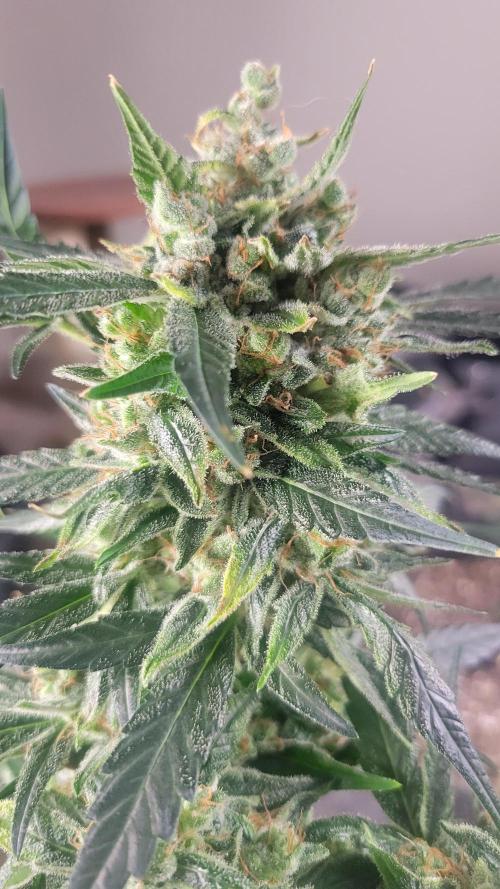 Automatically Lifted. Week 11