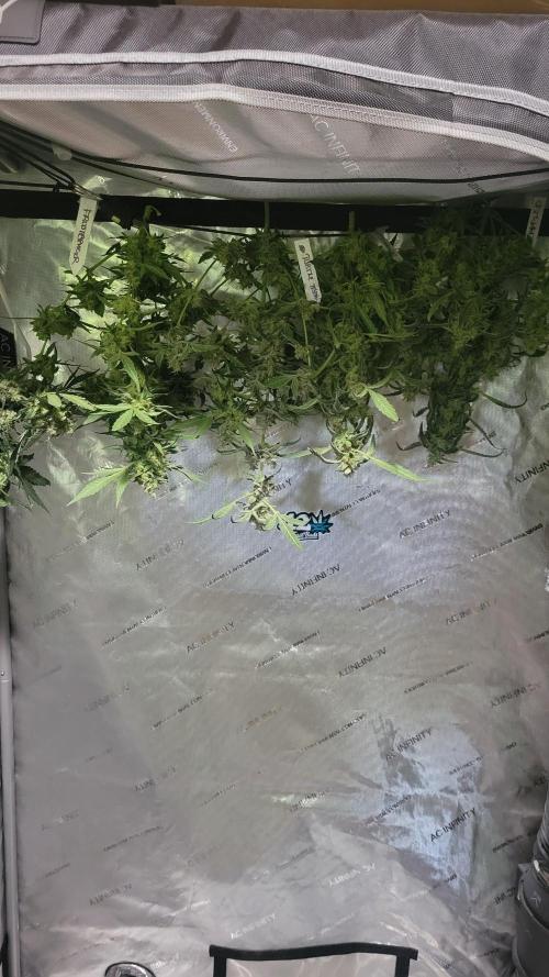 Automatically Lifted. Week 11