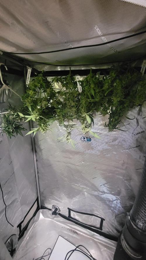Automatically Lifted. Week 11