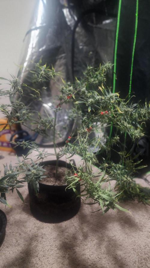 Automatically Lifted. Week 7