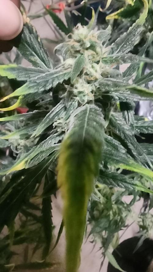 Automatically Lifted. Week 7