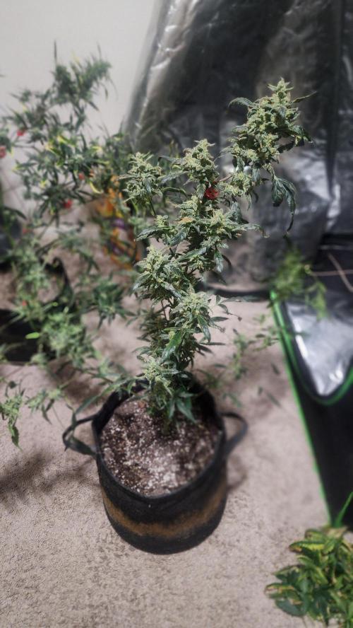 Automatically Lifted. Week 7