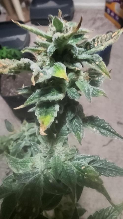 Automatically Lifted. Week 7