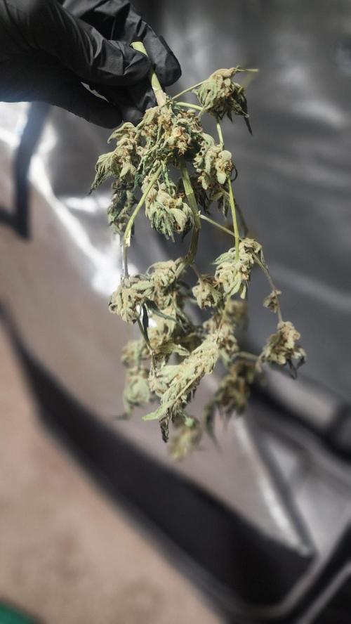 Automatically Lifted. Week 11