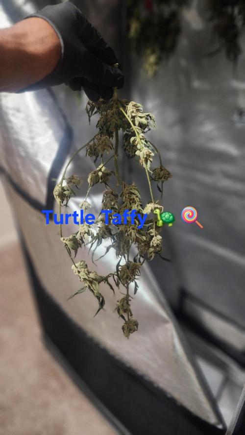 Automatically Lifted. Week 11