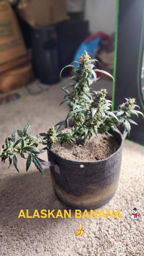 Automatically Lifted. Week 11