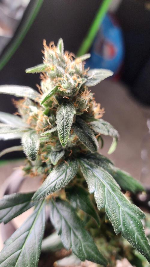 Automatically Lifted. Week 11