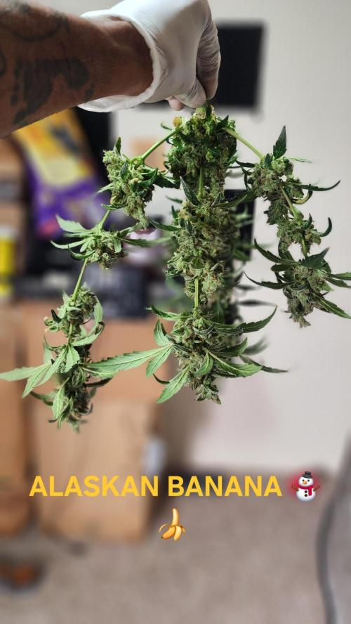 Automatically Lifted. Week 11