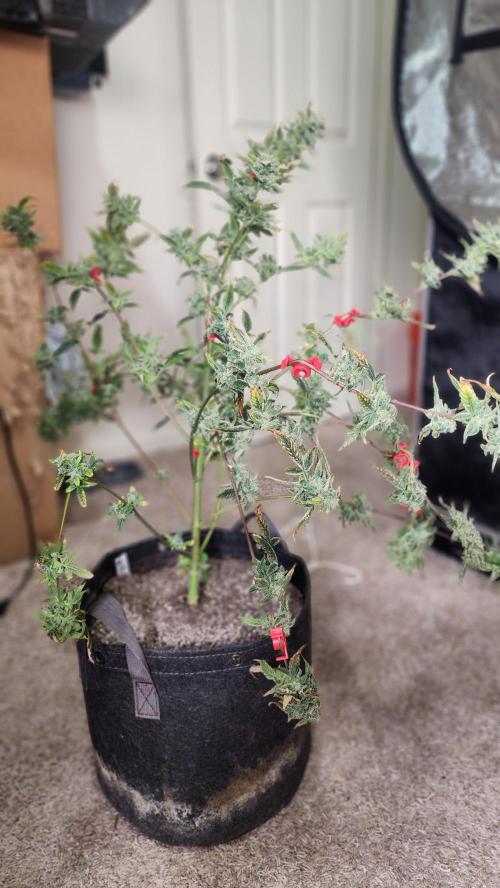 Automatically Lifted. Week 11