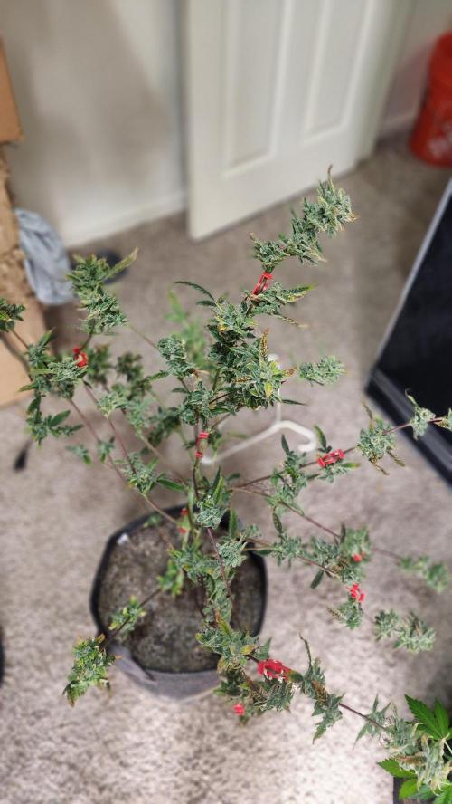 Automatically Lifted. Week 11