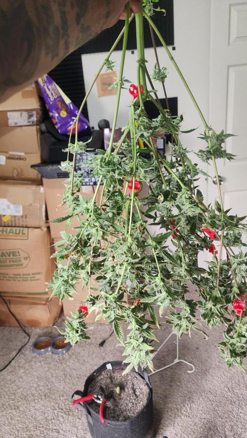 Automatically Lifted. Week 11