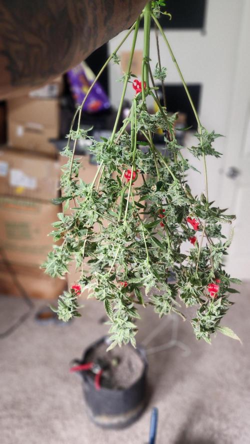 Automatically Lifted. Week 11