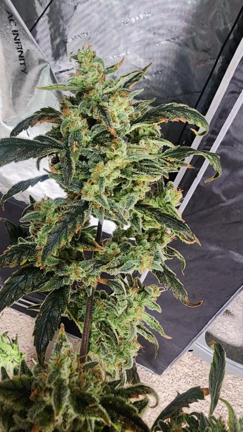 Automatically Lifted. Week 11
