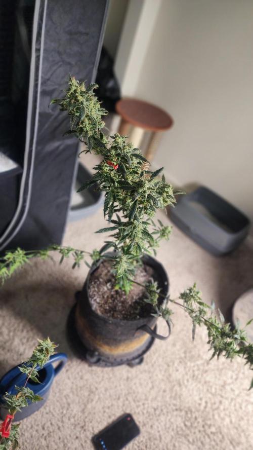 Automatically Lifted. Week 11