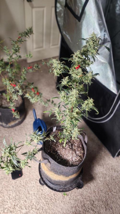 Automatically Lifted. Week 11