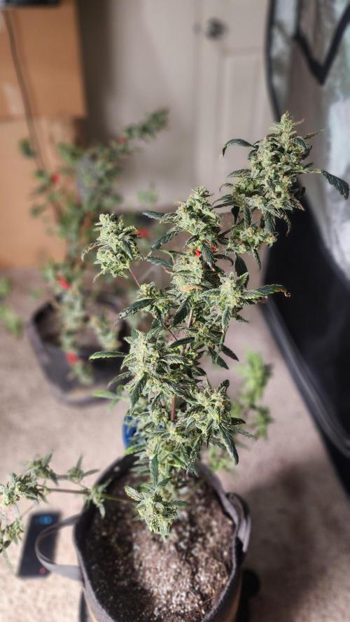 Automatically Lifted. Week 11