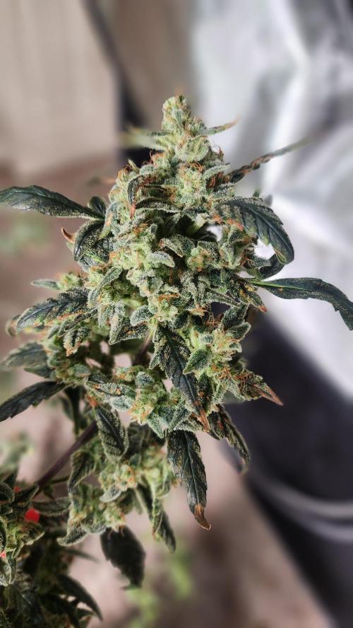 Automatically Lifted. Week 11