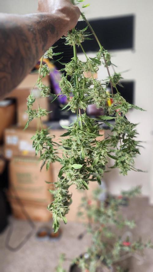 Automatically Lifted. Week 11