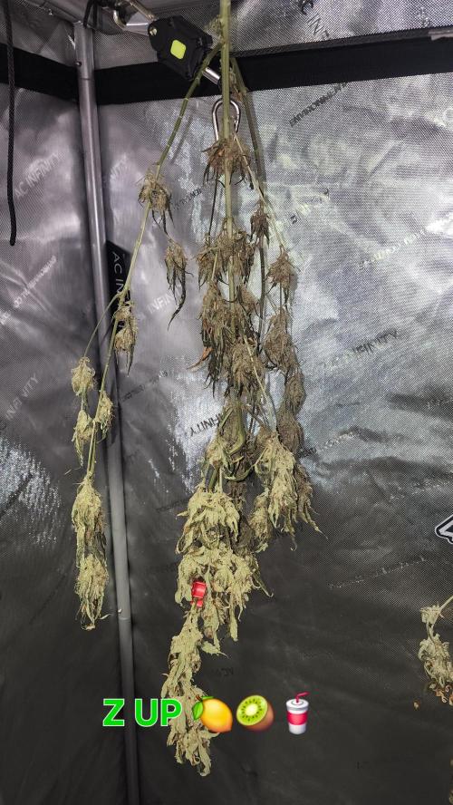 Automatically Lifted. Week 11