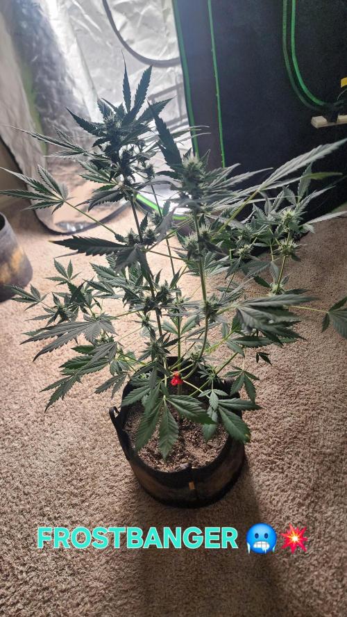FrostBanger Auto Alaskan Banana Auto. Week 3