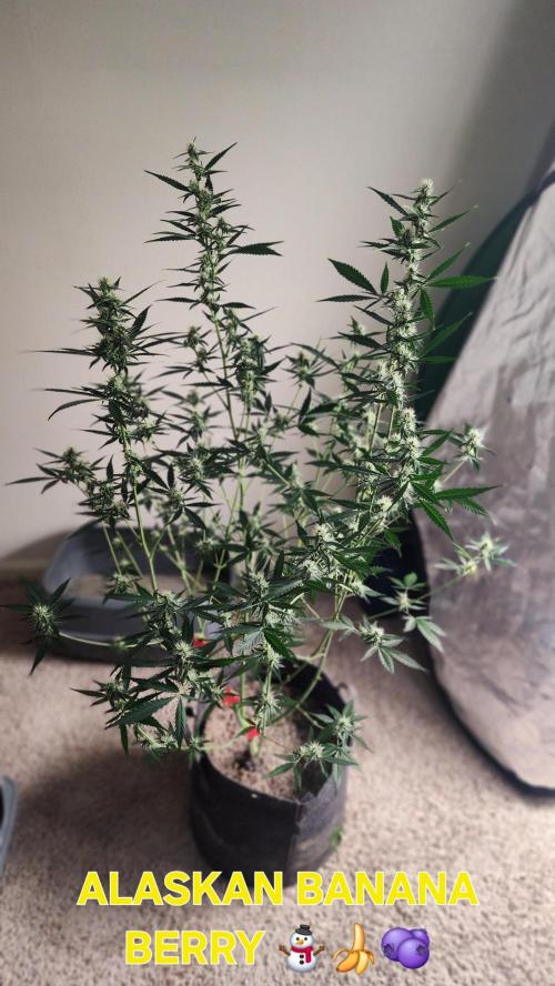 FrostBanger Auto Alaskan Banana Auto. Week 3